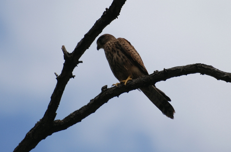 Falco tinnunculus